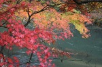 夏井川渓谷の紅葉natuigawakeikoku red leaves12